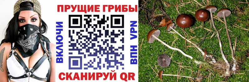 Галлюциногенные грибы Cubensis  Елизаветинская 